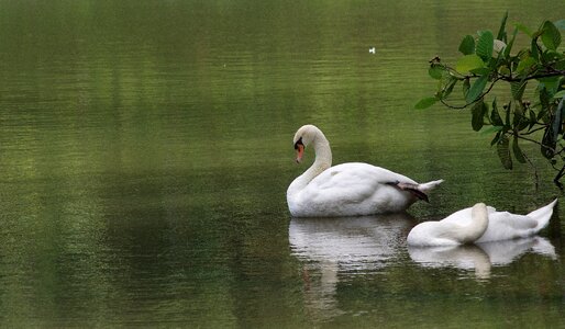 Bird swan duck photo