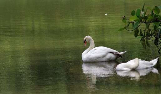 Bird swan duck