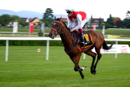 Baden baden racehorse racehorses