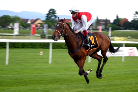 Baden baden racehorse racehorses photo