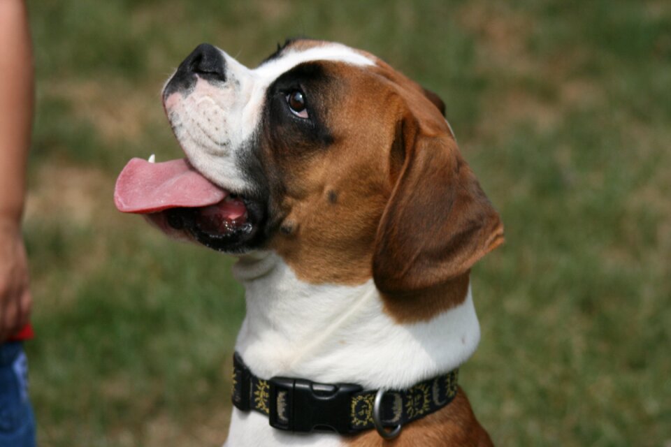 Animal canine domestic