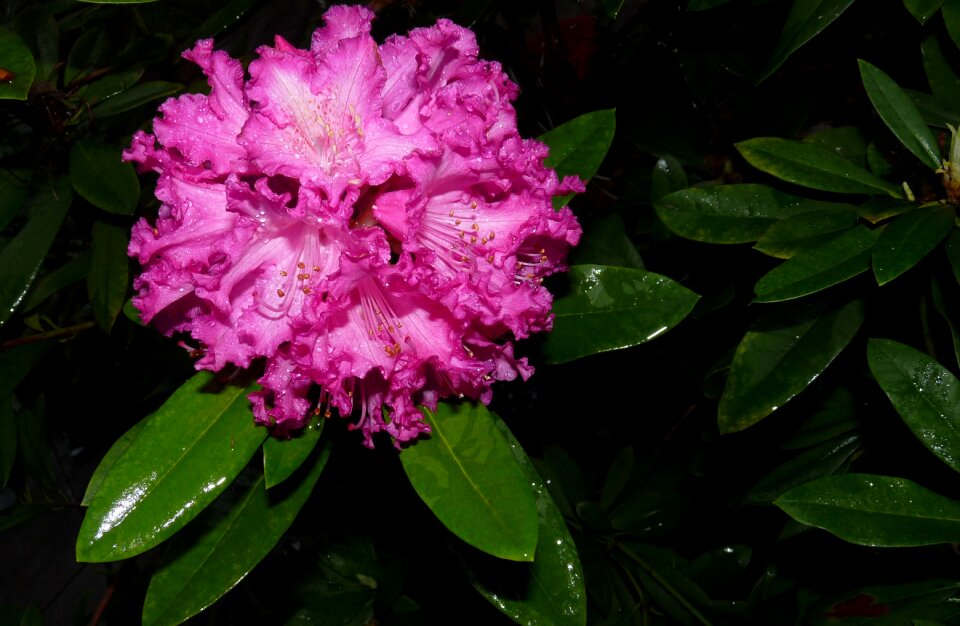 Shrub garden nature