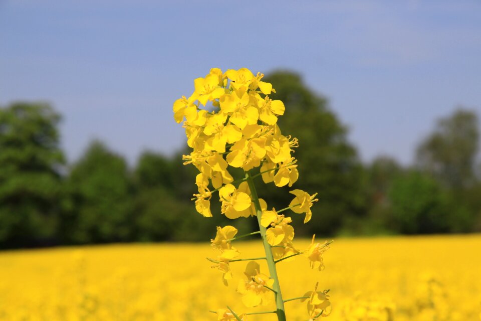 Field natural plant