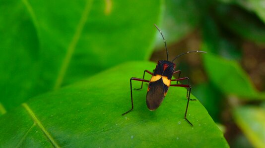 Nature garden animal