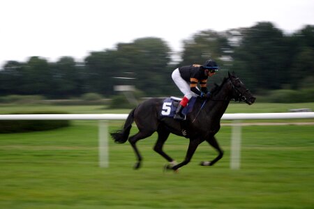 Baden baden racehorse racehorses photo