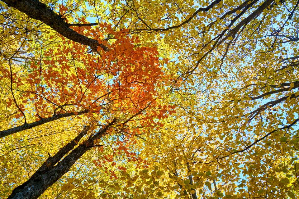 Tree branches high