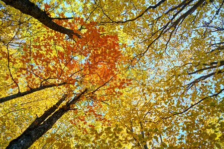 Tree branches high