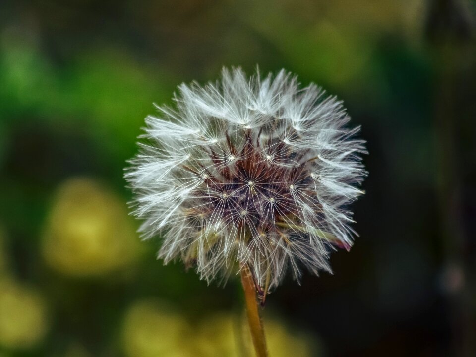 Flower summer spring