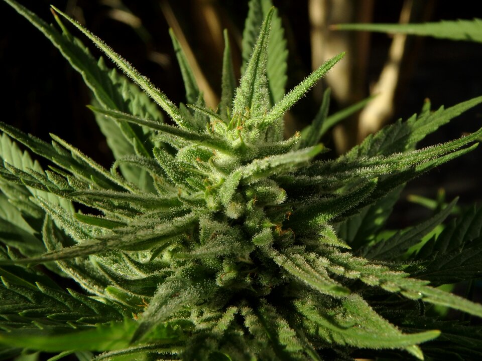 Flower marijuana bud photo