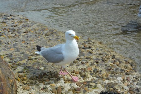 Seagull feathers ornithology