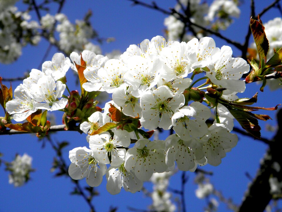 Cherry blossom spring branch