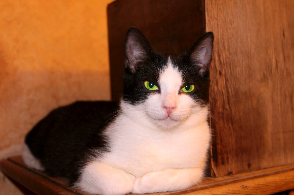 Pets portrait animals