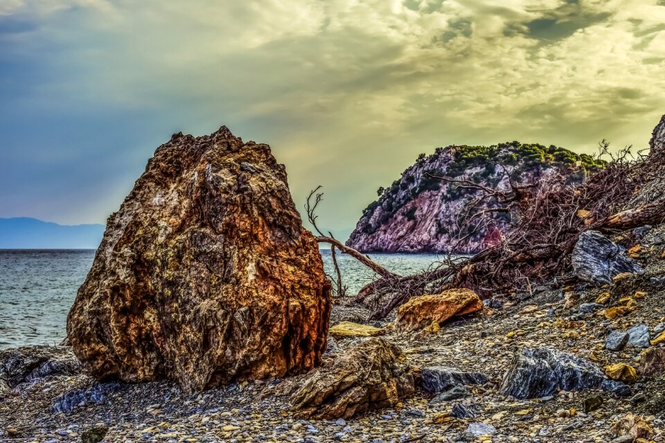 Fallen tree debris beach