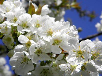 Cherry blossom spring branch