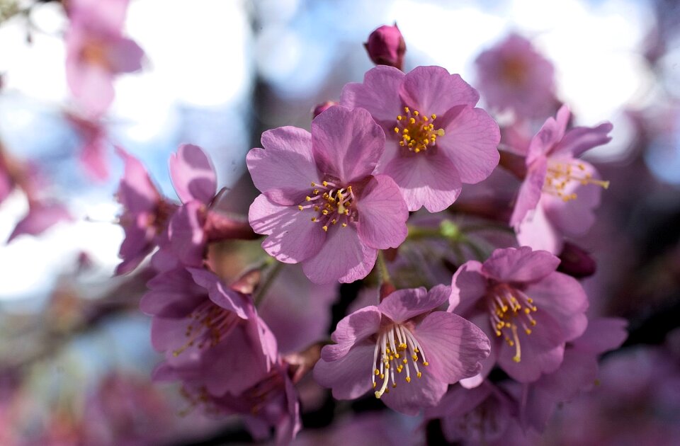 Spring blossom cherry tree