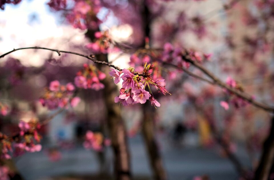 Spring blossom cherry tree
