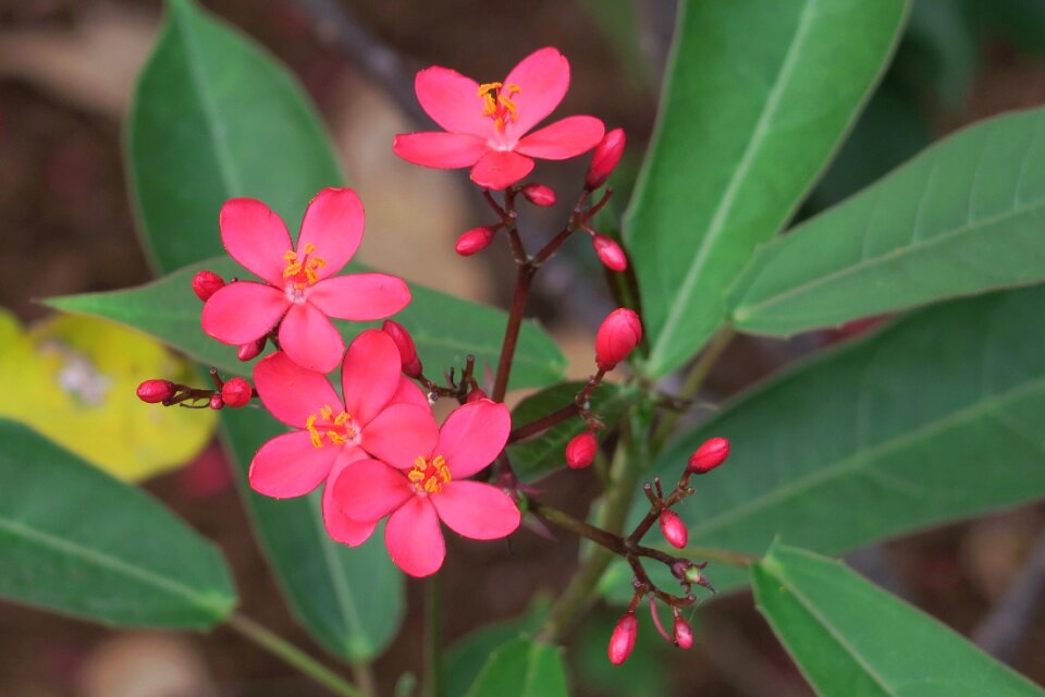 Leaf garden petal