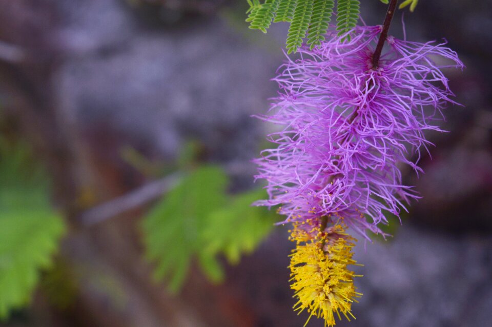 Flower love pink