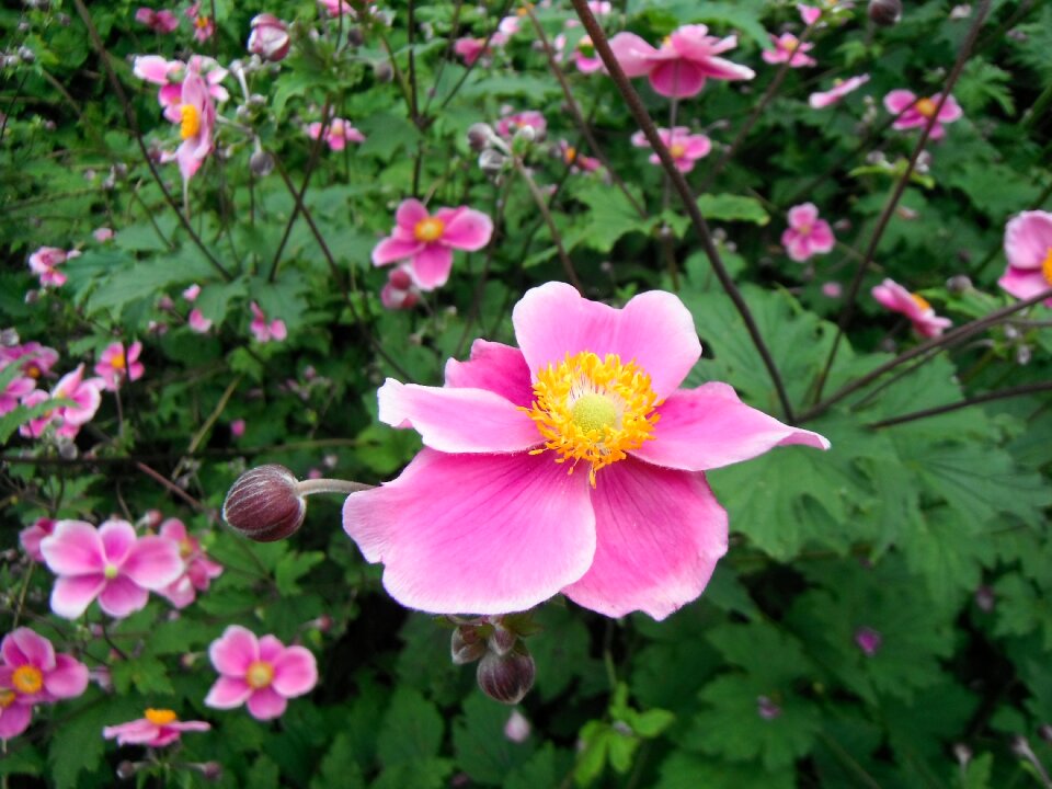 Luisenpark baden württemberg botanical
