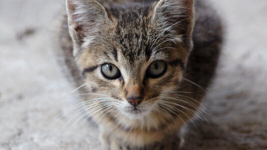 Animal cat feline photo