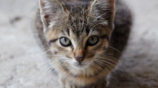 Animal cat feline