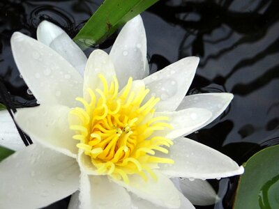 Nature water lilies beauty photo