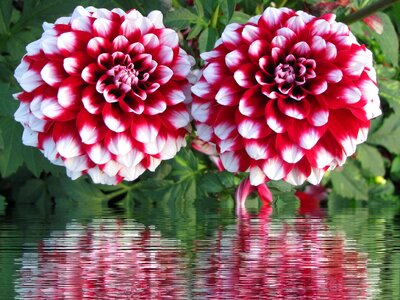 Dahlia garden garden plant dahlia flower