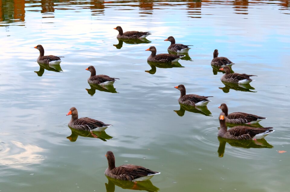 Waterfowl landscape laguna