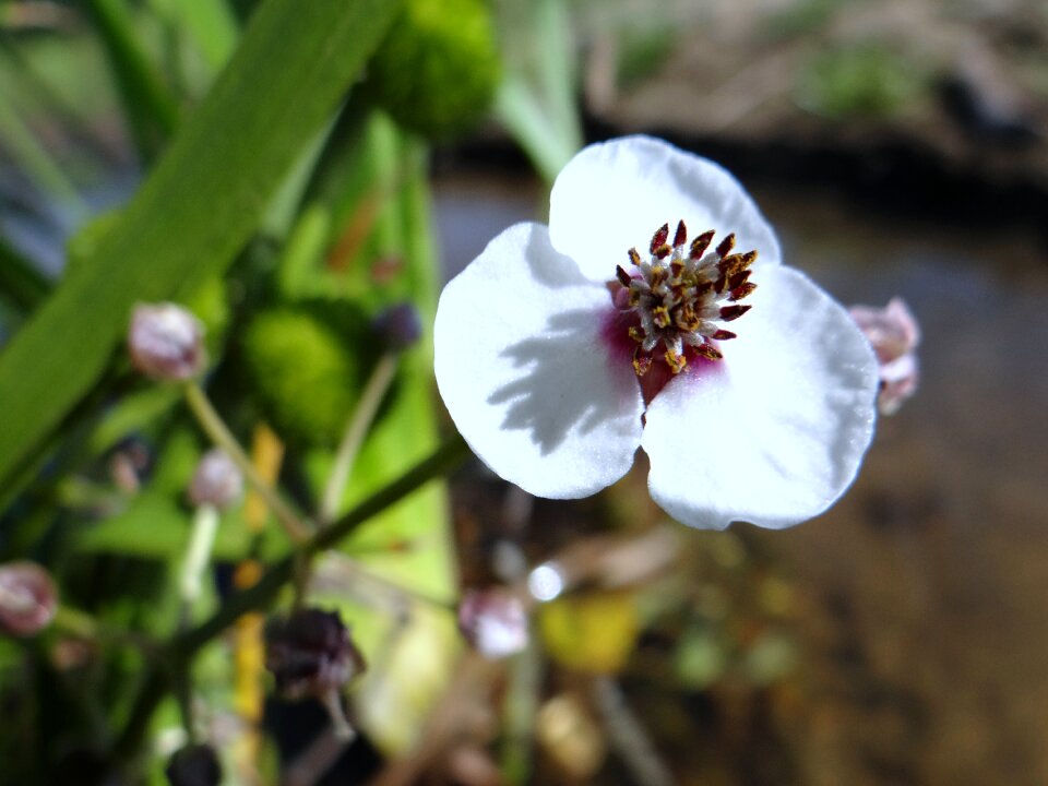 Nature plant flora