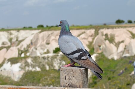 Birds no one cappadocia