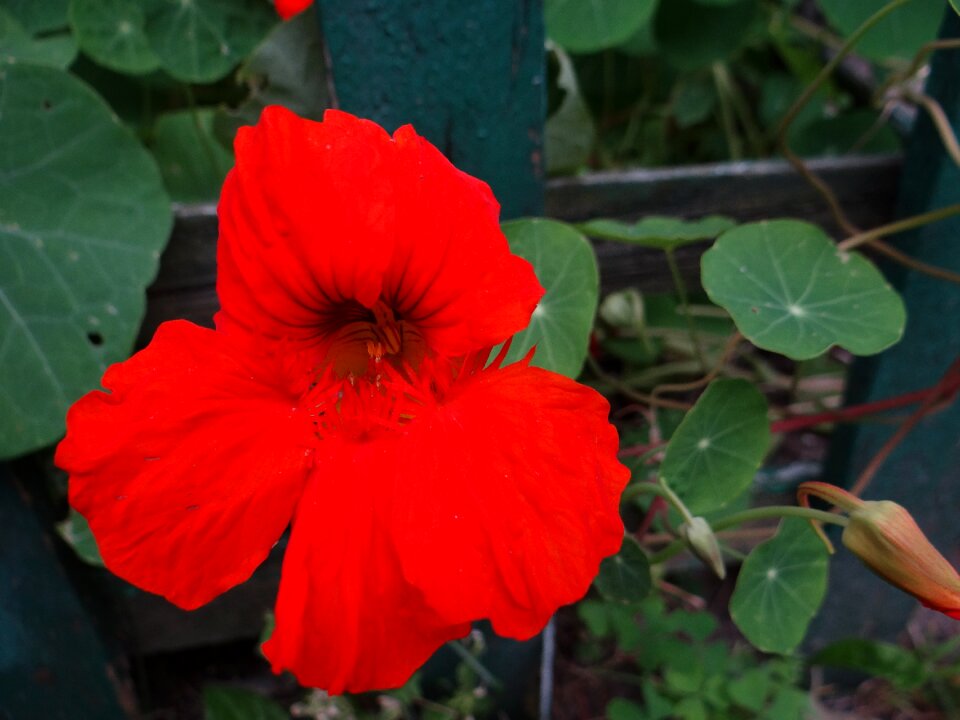 Nature a garden plant plant