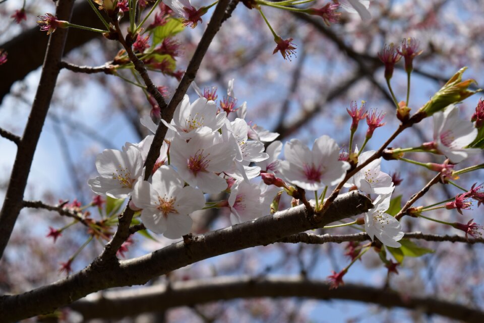 Branch cherry flower