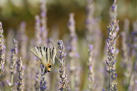 Butterfly lavender insect photo