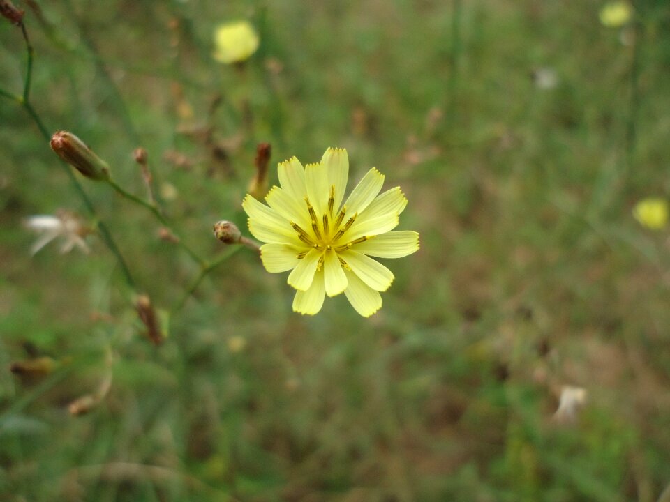 Nature flower plant