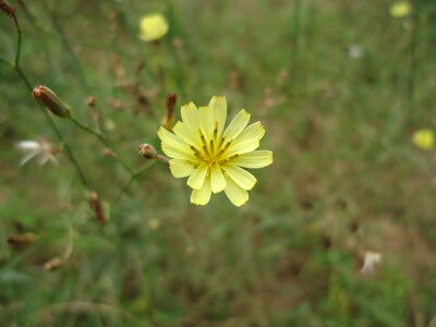 Nature flower plant