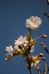 Spring blossom Free photos