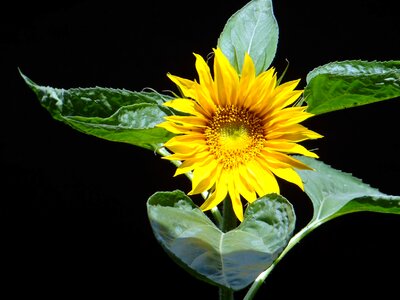 Sunflower bright summer flower photo