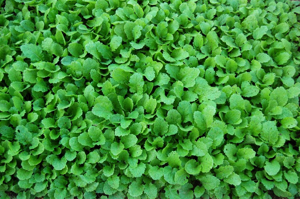 Food fruits and vegetables greens