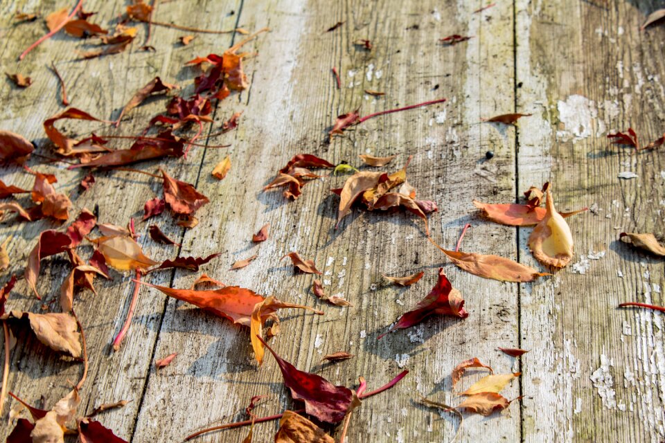 Autumn gold colors gold