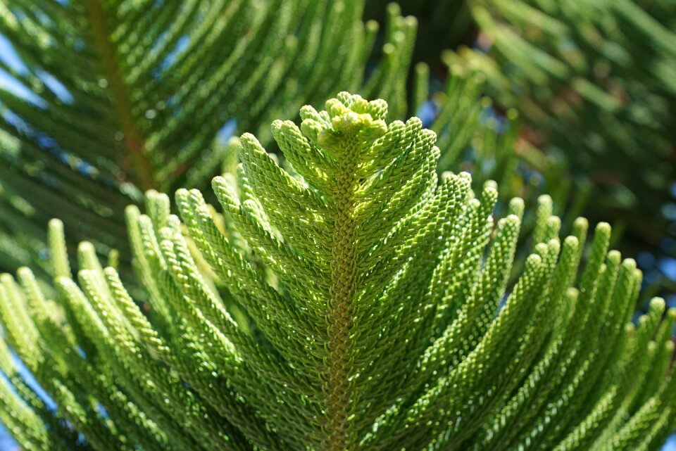 Botany park evergreen