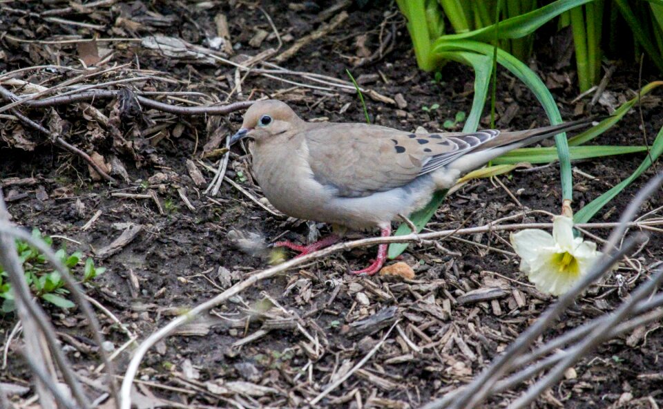 Bird little wildlife