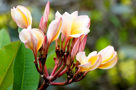 Garden the tropical blooming