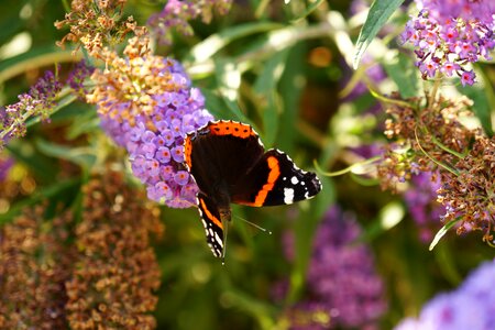 Insect nature animal
