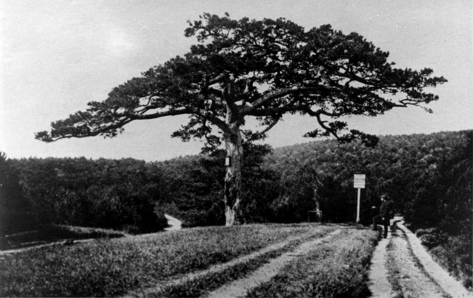 Josef Loewy - Breite Foehre bei Moedling