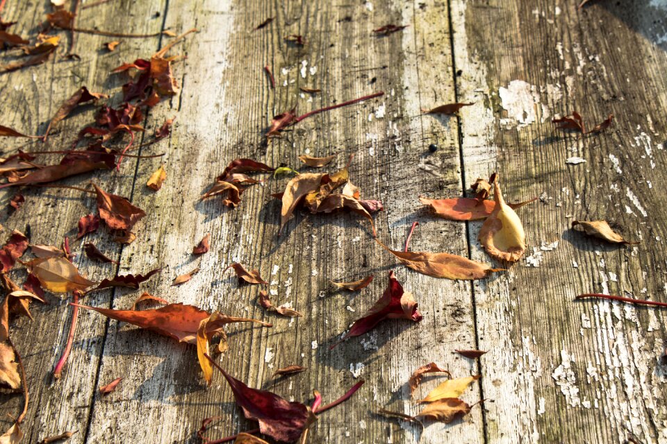 Autumn gold colors gold