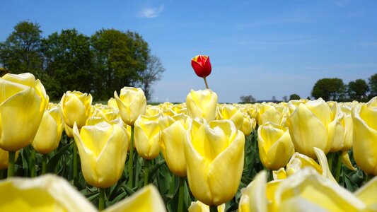 Spring bulb holland photo