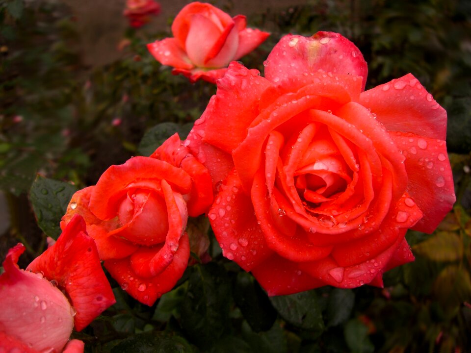 Flowers red drop of water