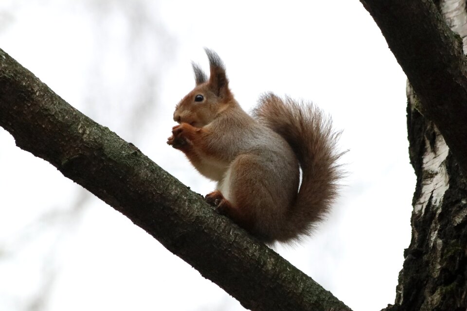 Tree mammals squirrel