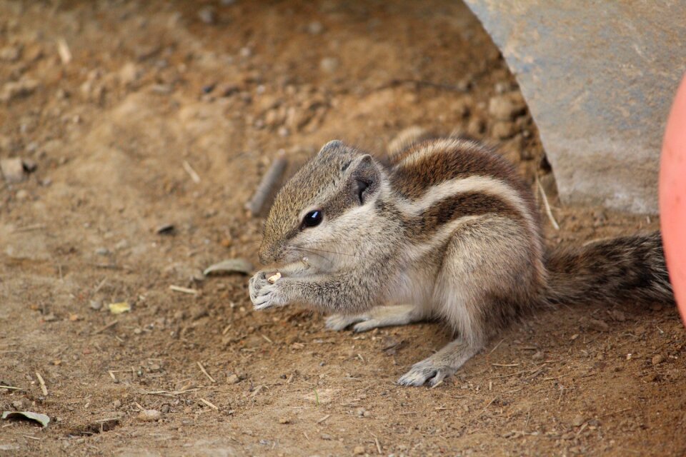 Nature wildlife cute