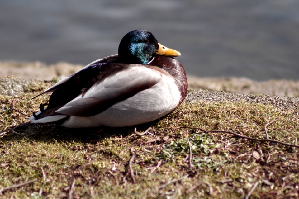Animal feather duck